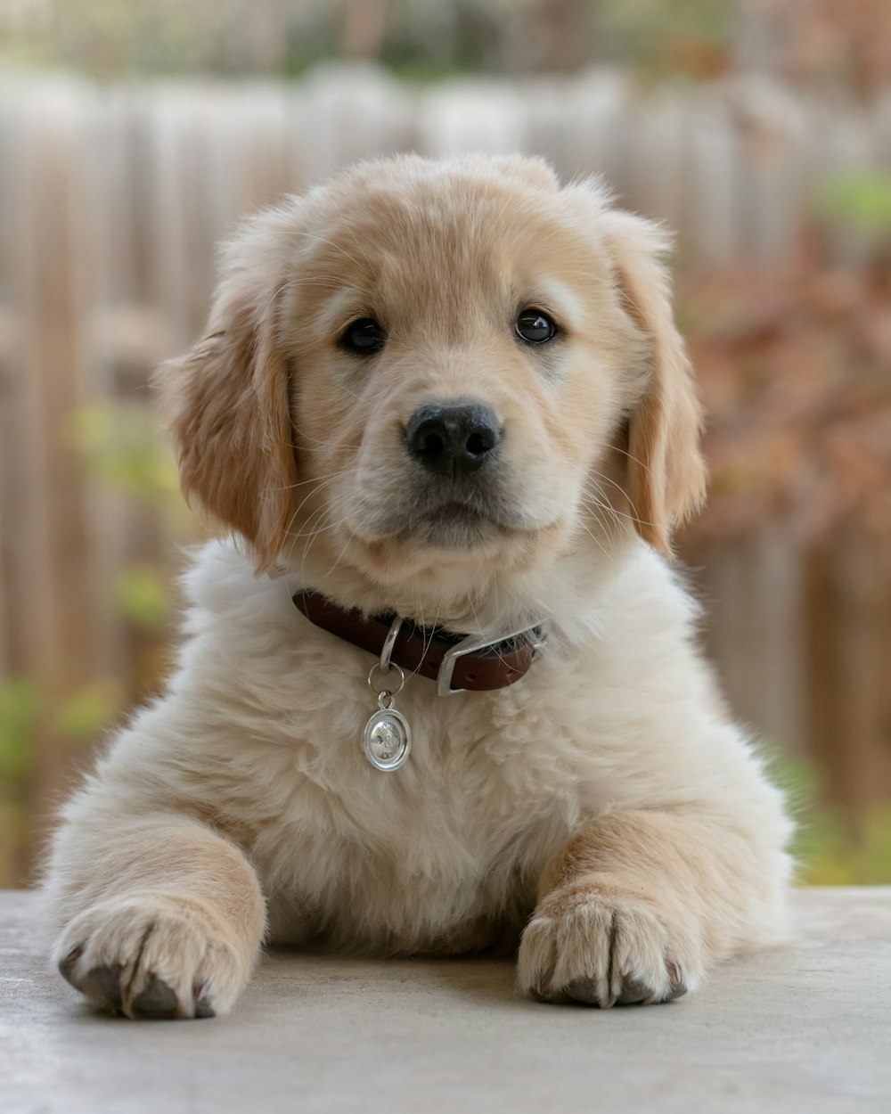 A golden retriever puppy sitting and looking up